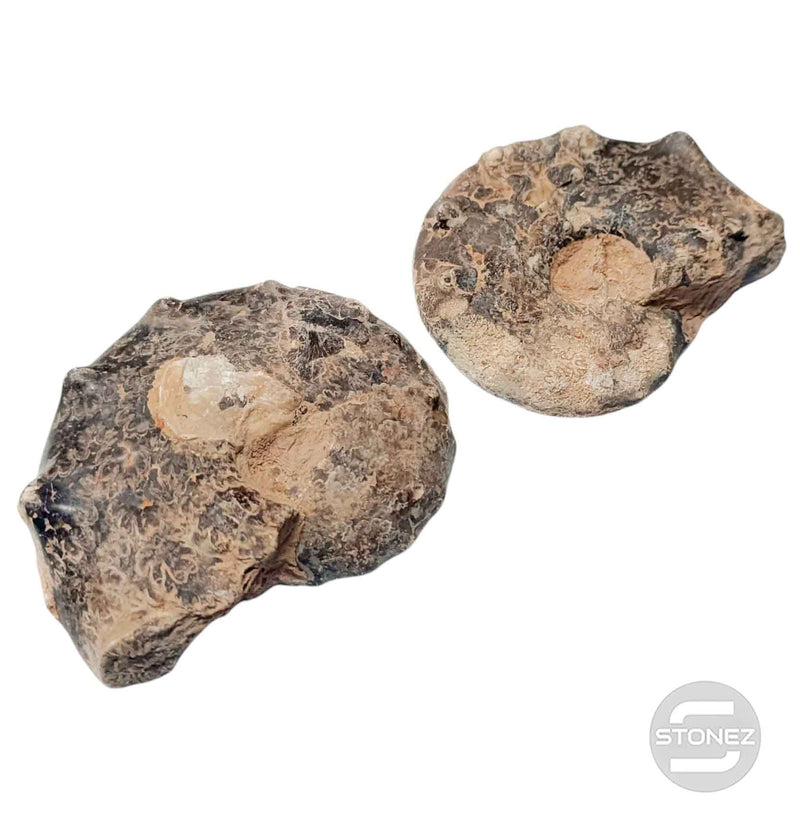 Cargue la imagen en el visor de la galería, 1114 Ammonite Mammites Fosil Cortados Por La Mitad (Origen De Marruecos) Aprox 11 Cms
