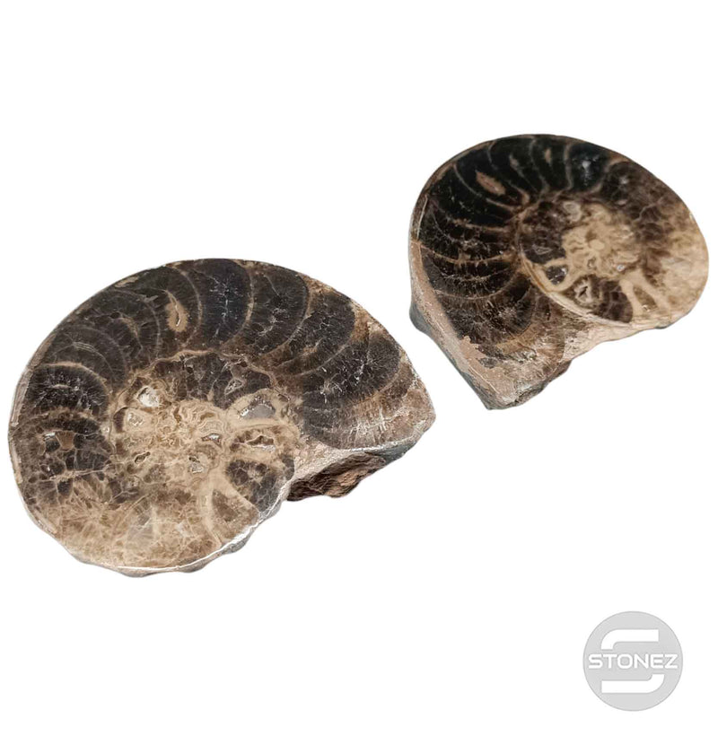 Cargue la imagen en el visor de la galería, 1114 Ammonite Mammites Fosil Cortados Por La Mitad (Origen De Marruecos) Aprox 11 Cms
