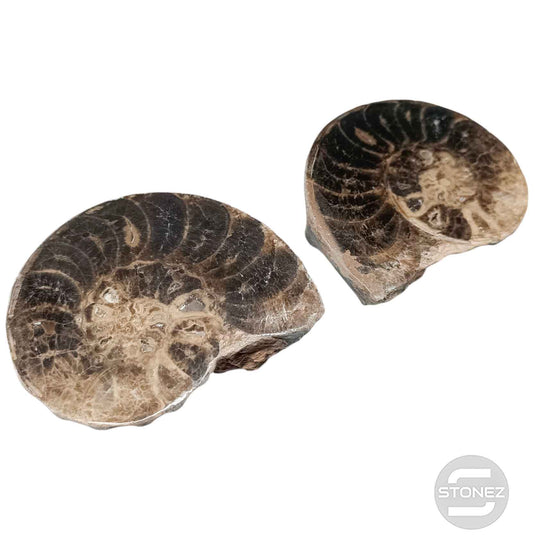 1114 Ammonite Mammites Fosil Cortados Por La Mitad (Origen De Marruecos) Aprox 11 Cms