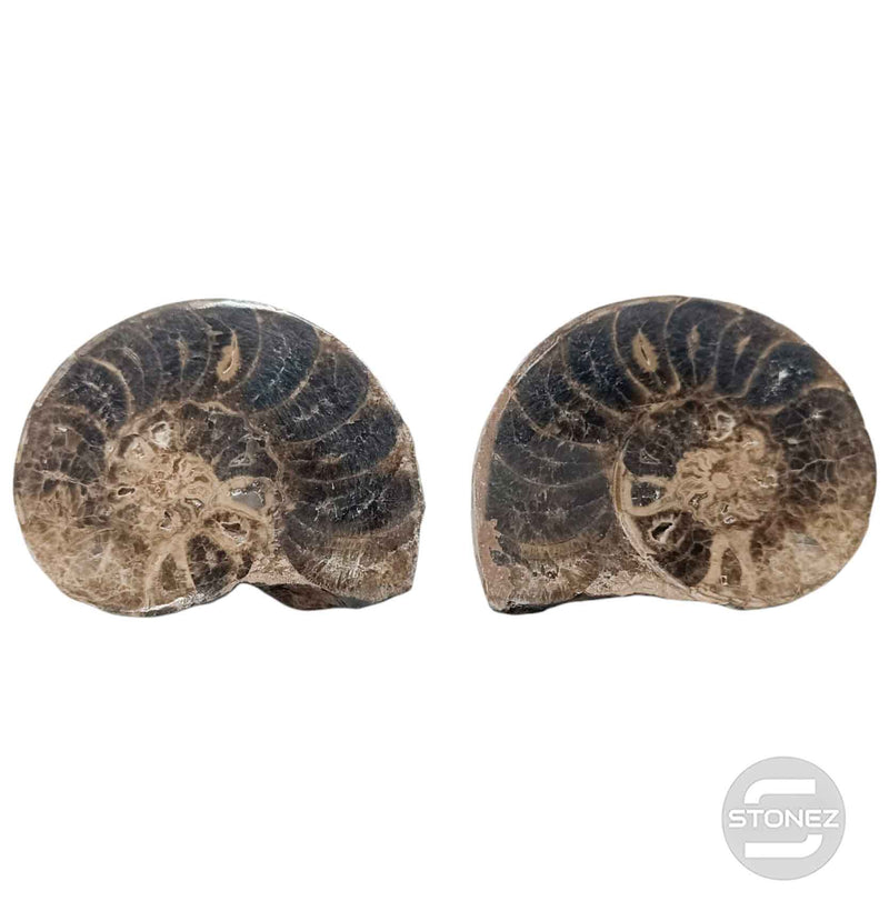 Cargue la imagen en el visor de la galería, 1114 Ammonite Mammites Fosil Cortados Por La Mitad (Origen De Marruecos) Aprox 11 Cms
