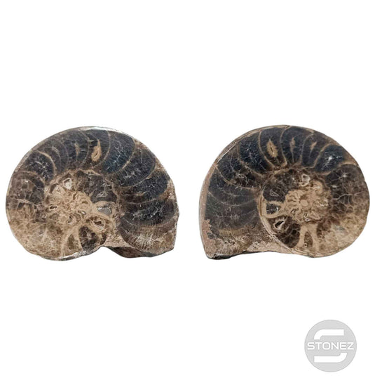 1114 Ammonite Mammites Fosil Cortados Por La Mitad (Origen De Marruecos) Aprox 11 Cms